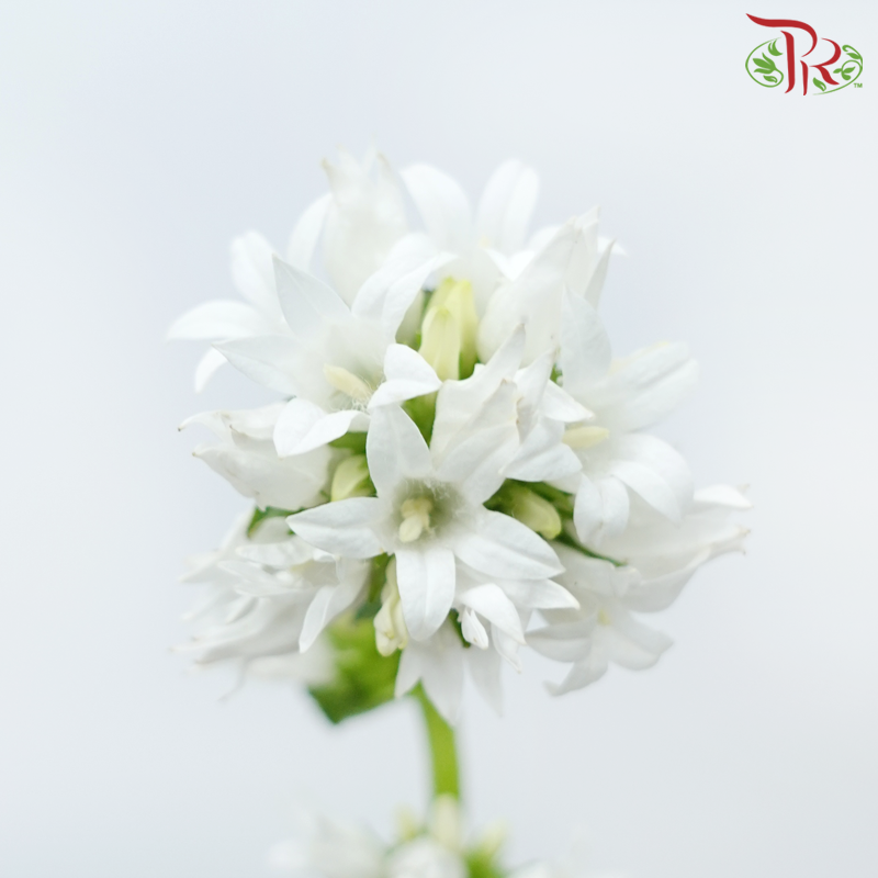 Campanula - White (5 Stems)-White-Netherland-prflorist.com.my