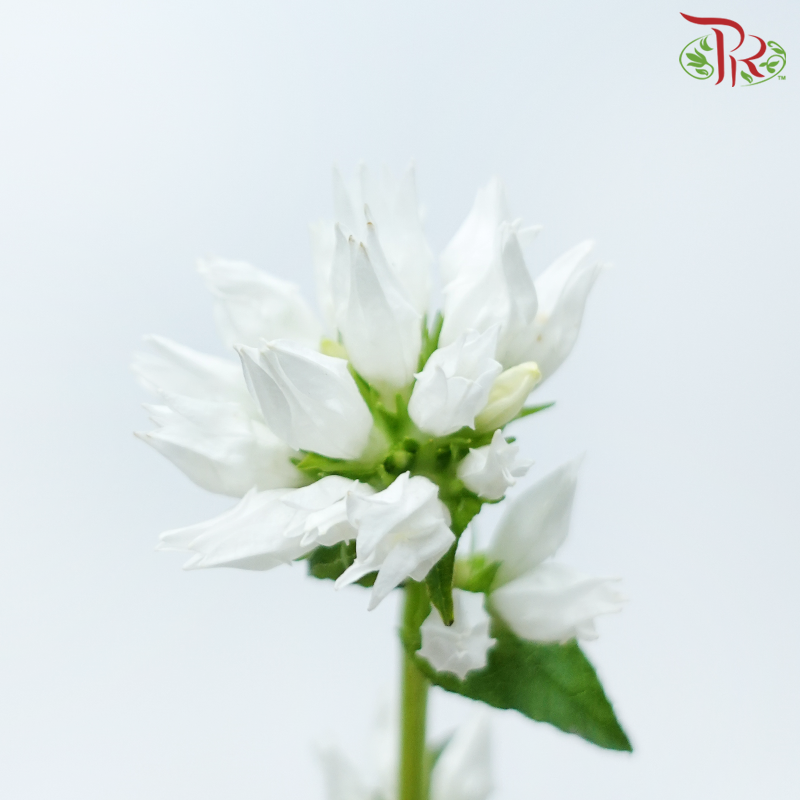 Campanula - White (5 Stems)-White-Netherland-prflorist.com.my
