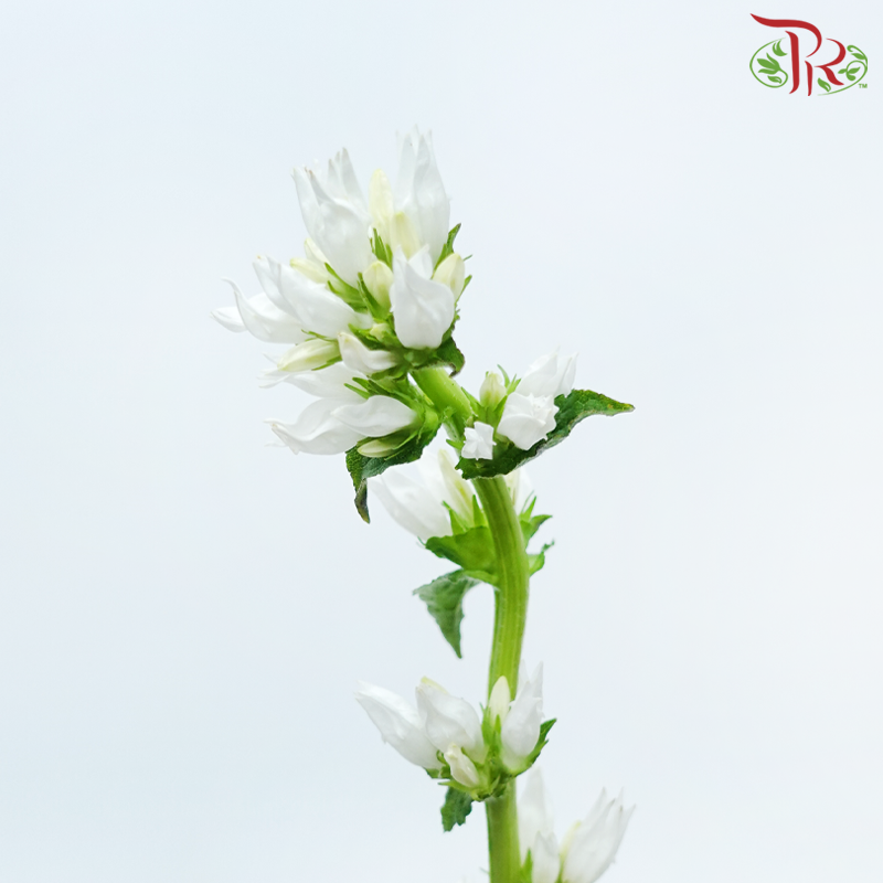 Campanula - White (5 Stems)-White-Netherland-prflorist.com.my