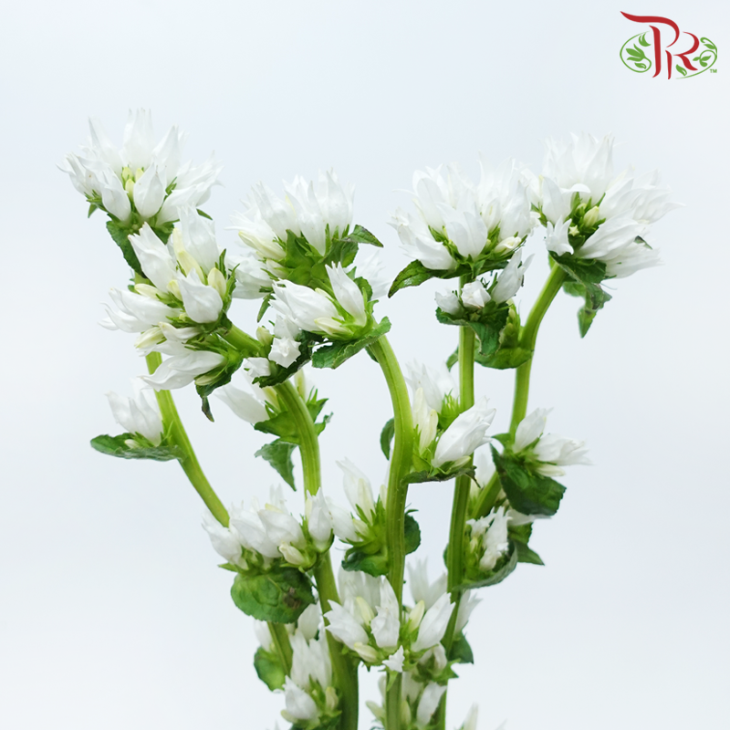 Campanula - White (5 Stems)-White-Netherland-prflorist.com.my