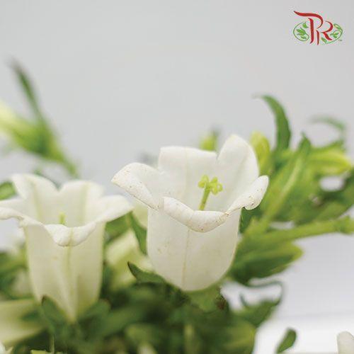 Campanula - White (Per Bunch)-White-China-prflorist.com.my