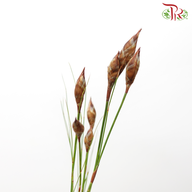 Cannomois Bell Reed - (10 Stems)-Africa-prflorist.com.my