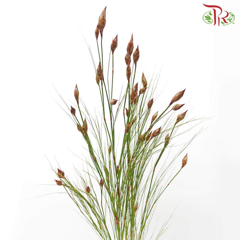 Cannomois Bell Reed - (10 Stems)-Africa-prflorist.com.my