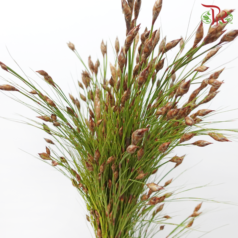 Cannomois Bell Reed - (10 Stems)-Africa-prflorist.com.my