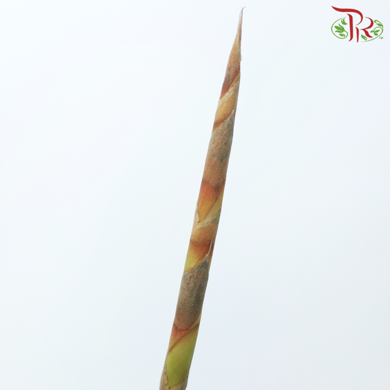 Cannomois Poker - (5 Stems)-Africa-prflorist.com.my