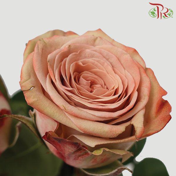 Cappuccino Rose 40cm - ( 10 Stems Per Bundle )-Cappuccino-Kenya-prflorist.com.my
