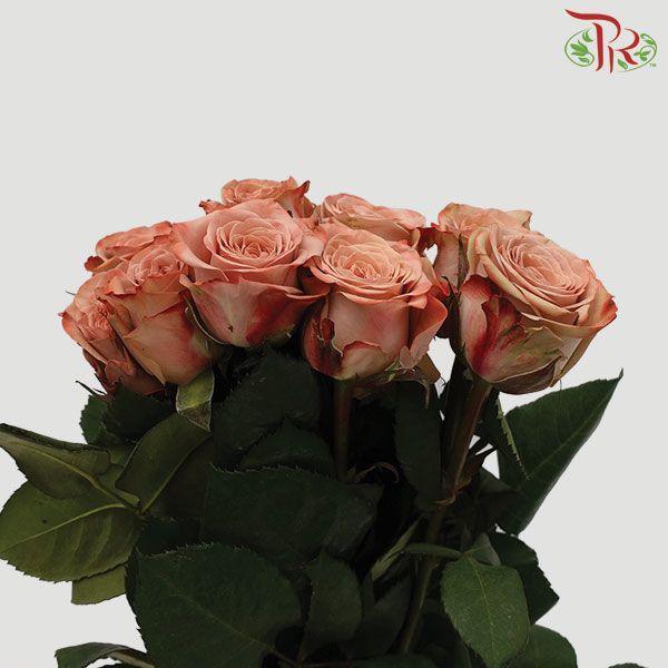 Cappuccino Rose 40cm - ( 10 Stems Per Bundle )-Cappuccino-Kenya-prflorist.com.my
