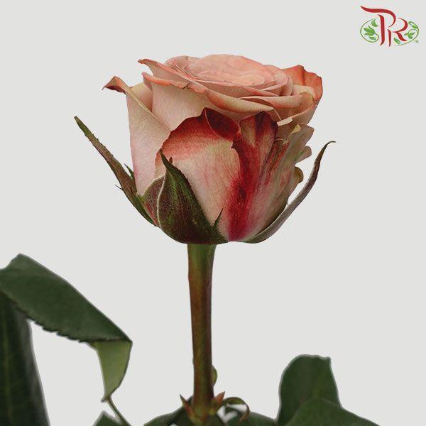 Cappuccino Rose - 50cm (10 Stems Per Bundle)-Cappuccino-Kenya-prflorist.com.my