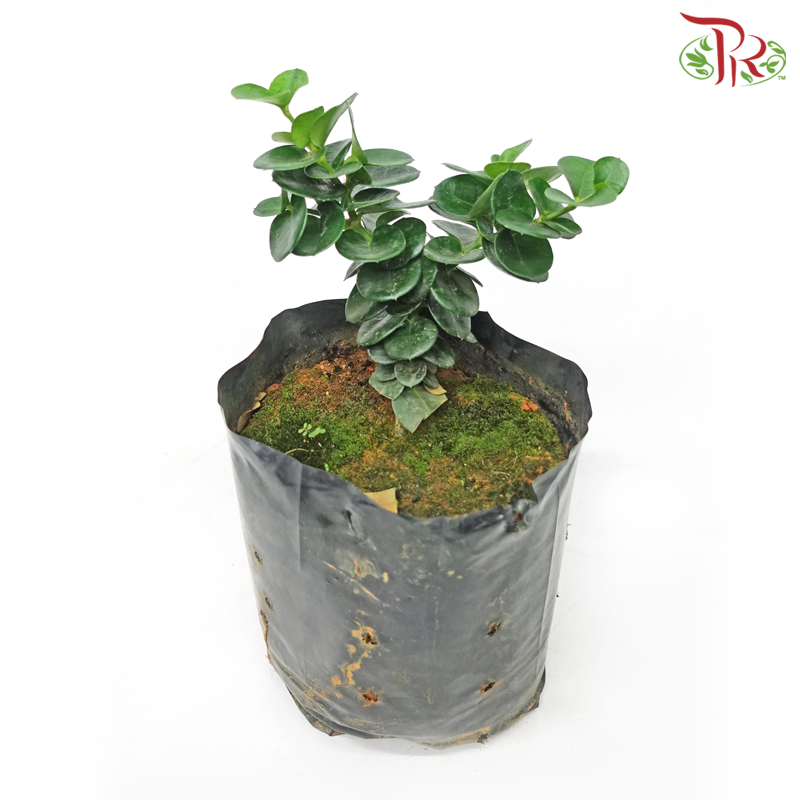 Carissa Macrocarpa《大花假虎刺》-Pudu Ria Florist-prflorist.com.my