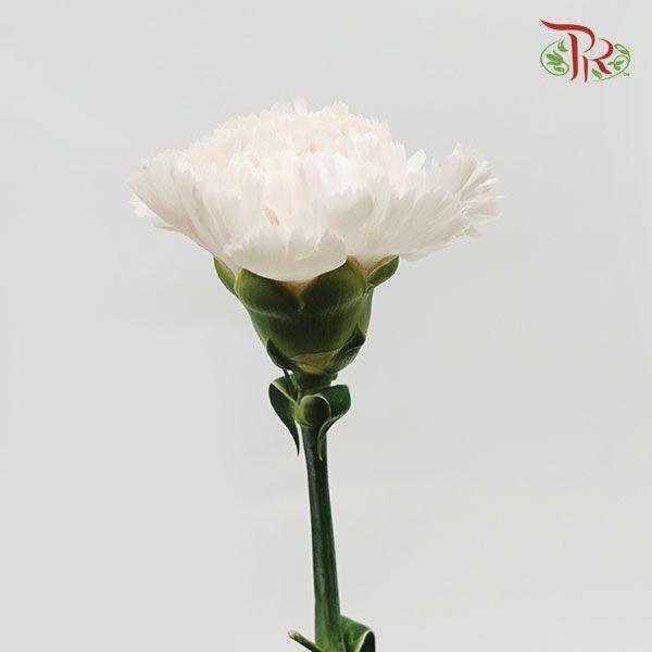 Carnation - Brut (10 Stems)-Cream-Kenya-prflorist.com.my