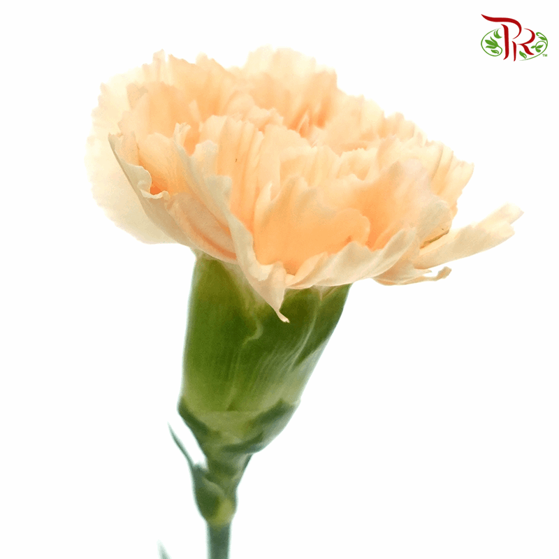Carnation - Butterscotch (10 Stems)-Orange-Columbia-prflorist.com.my