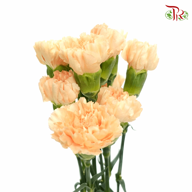 Carnation - Butterscotch (10 Stems)-Orange-Columbia-prflorist.com.my