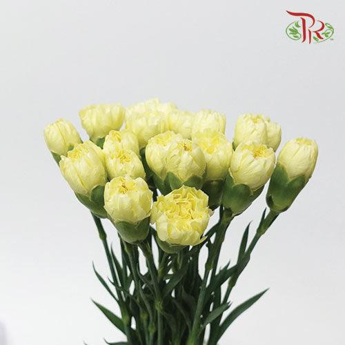 Carnation - Car Liberty Yellow (19-20 Stems)-Yellow-Vietnam-prflorist.com.my
