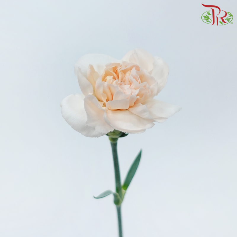 Carnation - Chic Peach (10 Stems)-Chic Peach-Columbia-prflorist.com.my
