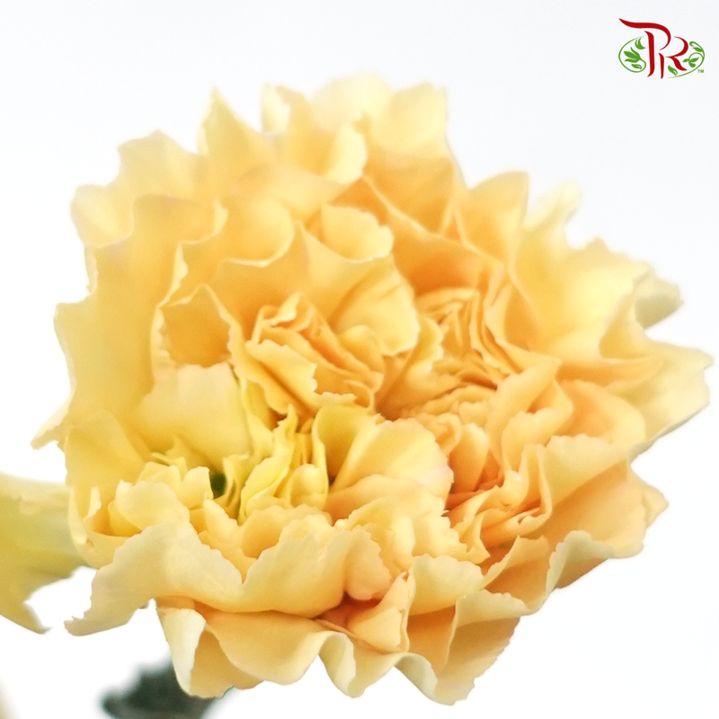 Carnation Colour -Champagne Yellow (18-20 Stems)-Yellow-China-prflorist.com.my