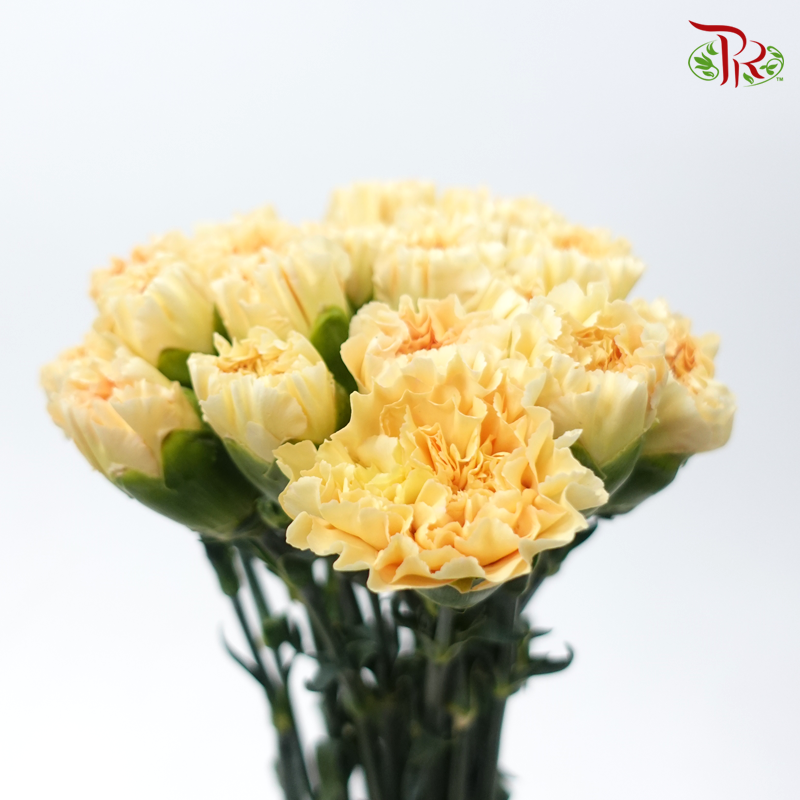 Carnation Colour -Champagne Yellow (18-20 Stems)-Yellow-China-prflorist.com.my