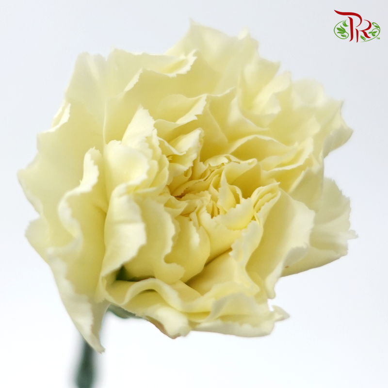 Carnation Colour - Cream Yellow ( 18-20stems )-Yellow-China-prflorist.com.my