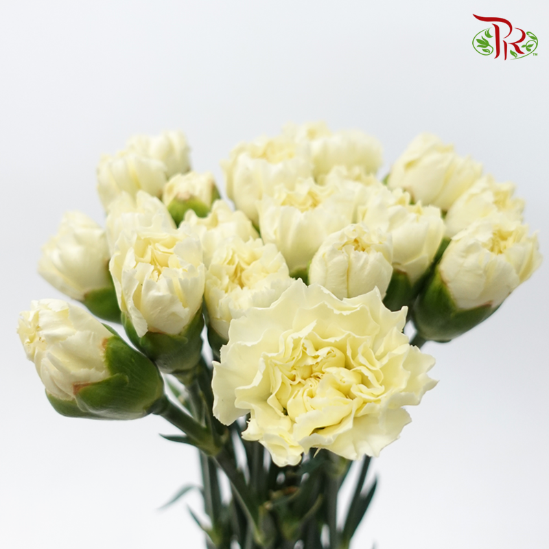 Carnation Colour - Cream Yellow ( 18-20stems )-Yellow-China-prflorist.com.my