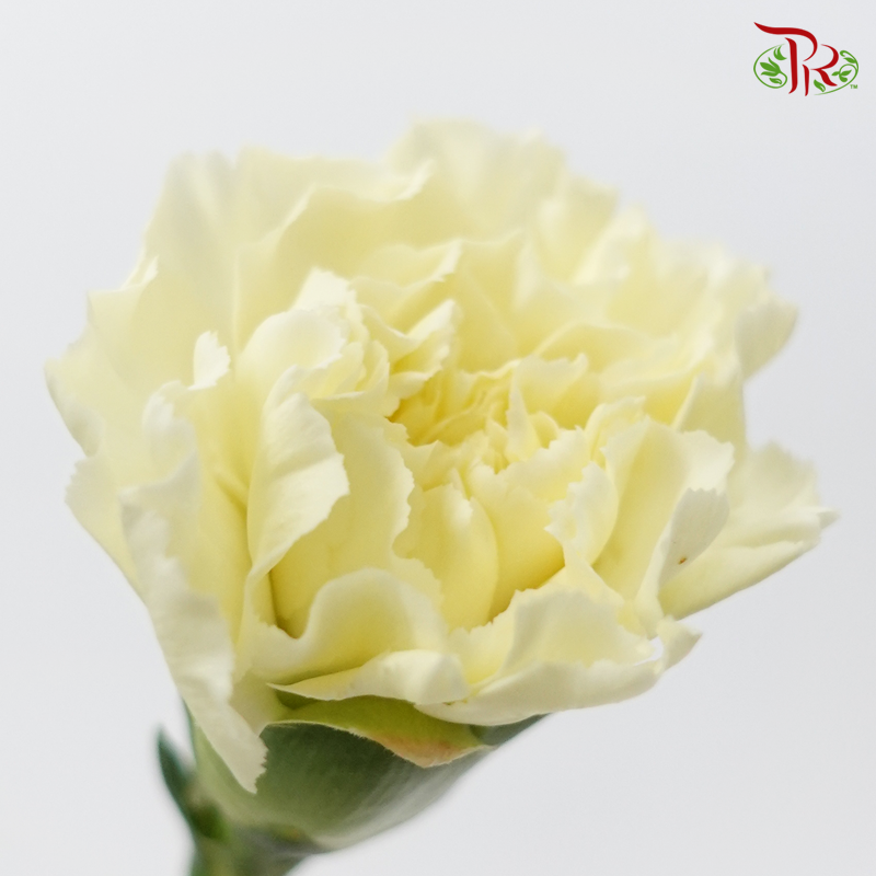 Carnation Colour - Cream Yellow ( 18-20stems )-Yellow-China-prflorist.com.my