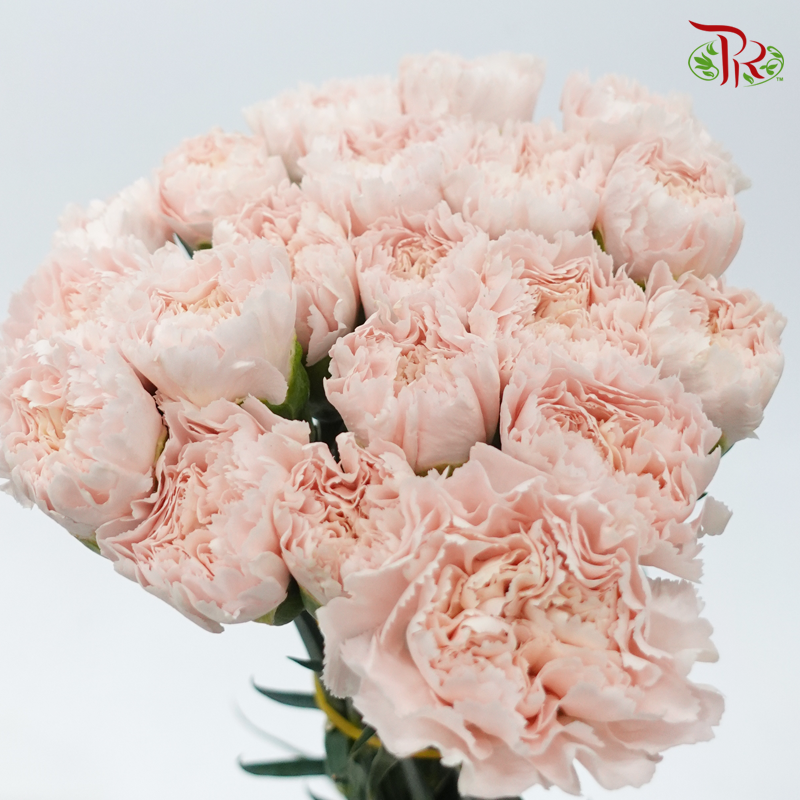 Carnation Colour - Nostalgia (18-20 Stems)-China-prflorist.com.my