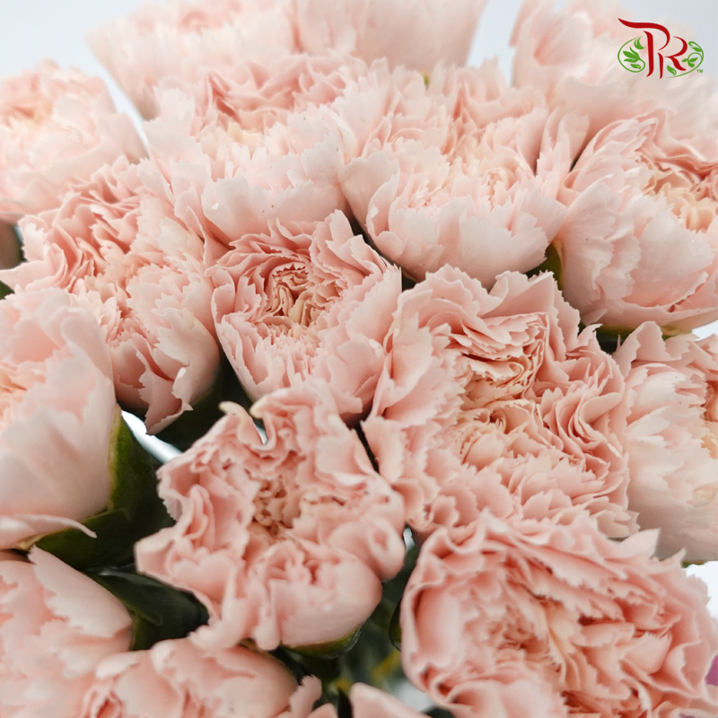 Carnation Colour - Nostalgia (18-20 Stems)-China-prflorist.com.my