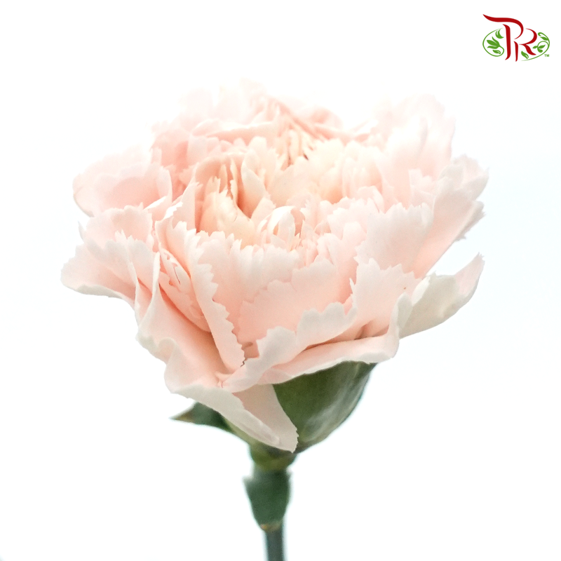 Carnation Colour - Nostalgia (18-20 Stems)-China-prflorist.com.my
