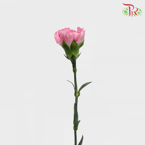 Carnation - Dark Cherry Pink (18-20 Stems)-Dark Cherry Pink-China-prflorist.com.my