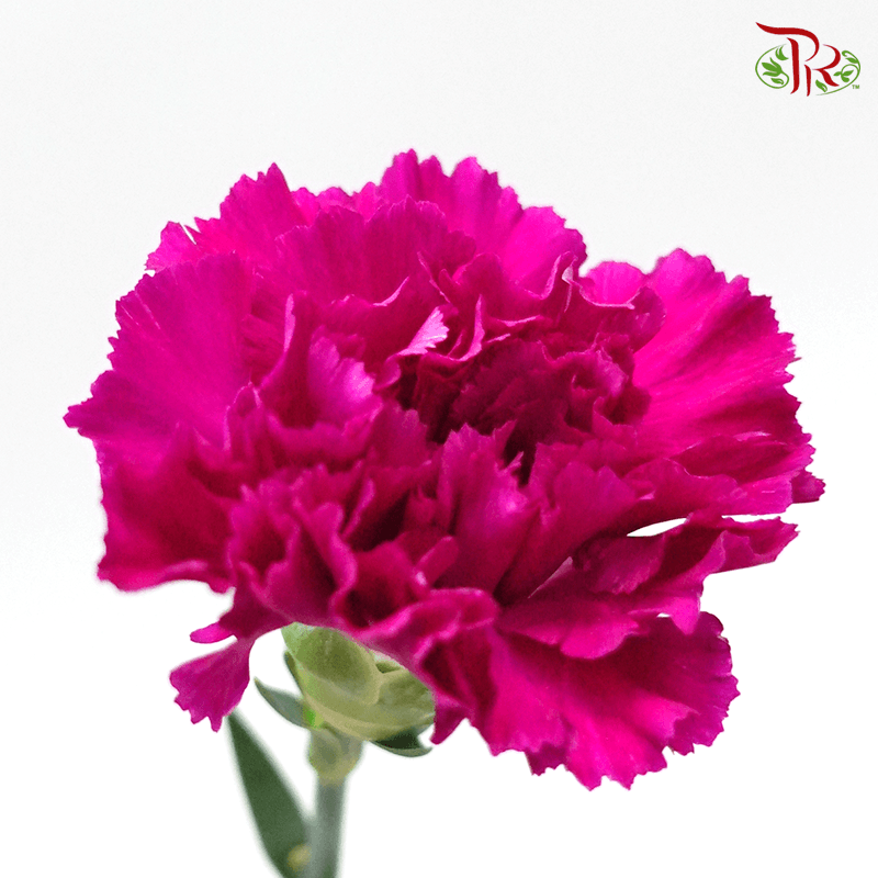 Carnation - Dark Purple ( 18-20 Stems )-Purple-China-prflorist.com.my