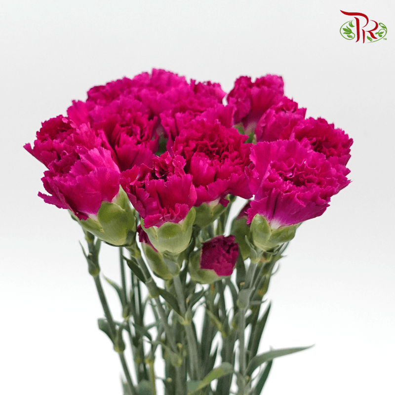 Carnation - Dark Purple ( 18-20 Stems )-Purple-China-prflorist.com.my