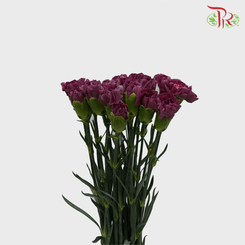 Carnation - Dark Purple (18-20 Stems)-Purple-Malaysia-prflorist.com.my