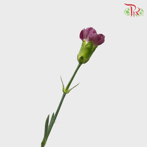 Carnation - Dark Purple (18-20 Stems)-Purple-Malaysia-prflorist.com.my