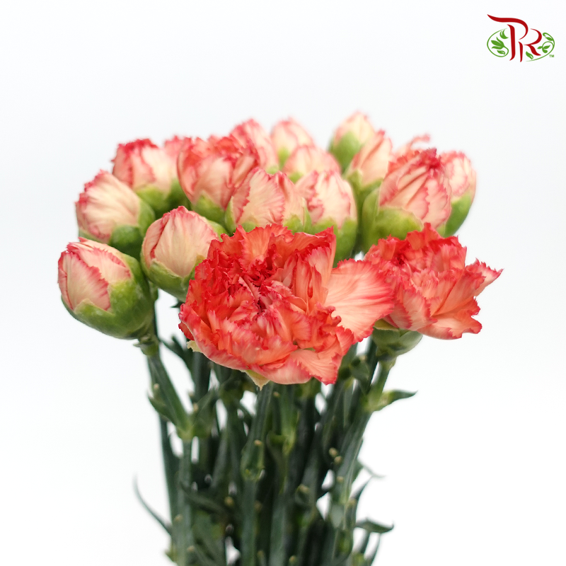 Carnation - Diva (18-20 Stems)-Orange-China-prflorist.com.my