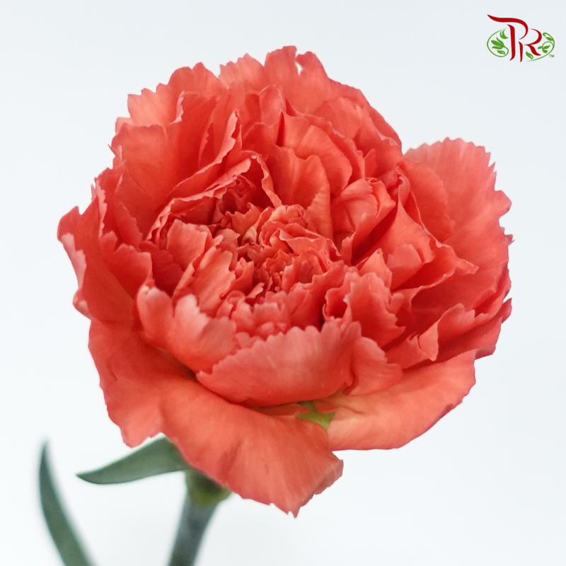 Carnation - Dusty Orange ( 18-20stems )-Orange-China-prflorist.com.my
