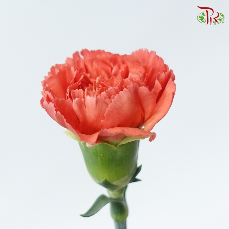 Carnation - Dusty Orange ( 18-20stems )-Orange-China-prflorist.com.my
