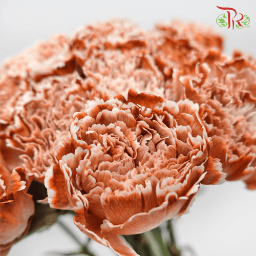 Carnation Dyed - Coffee Time (10 Stems)-Coffee-China-prflorist.com.my