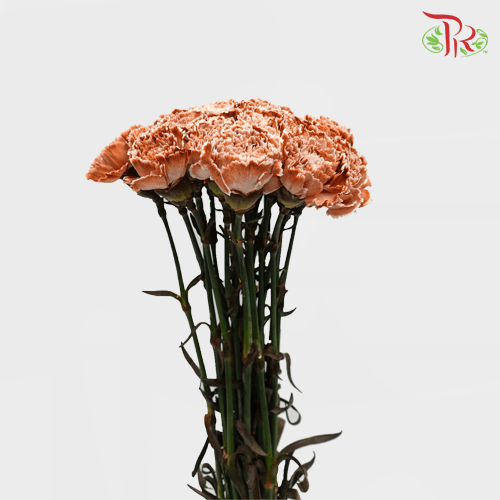 Carnation Dyed - Coffee Time (10 Stems)-Coffee-China-prflorist.com.my
