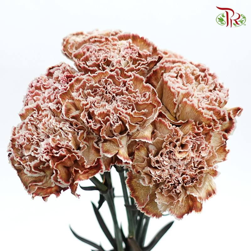 Carnation Dyed Color - Asuna (10 Stems)-Asuana-Columbia-prflorist.com.my
