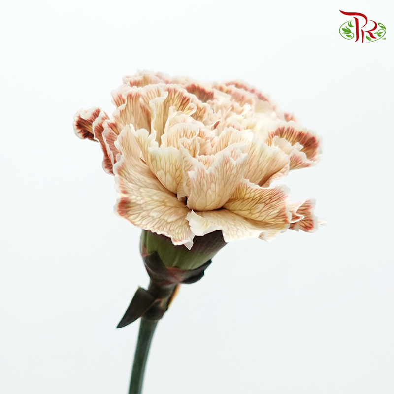 Carnation Dyed Color - Asuna (10 Stems)-Asuana-Columbia-prflorist.com.my