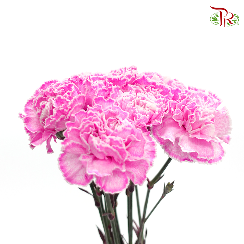 Carnation Dyed Color -Broly (10 Stems)-Broly-Columbia-prflorist.com.my