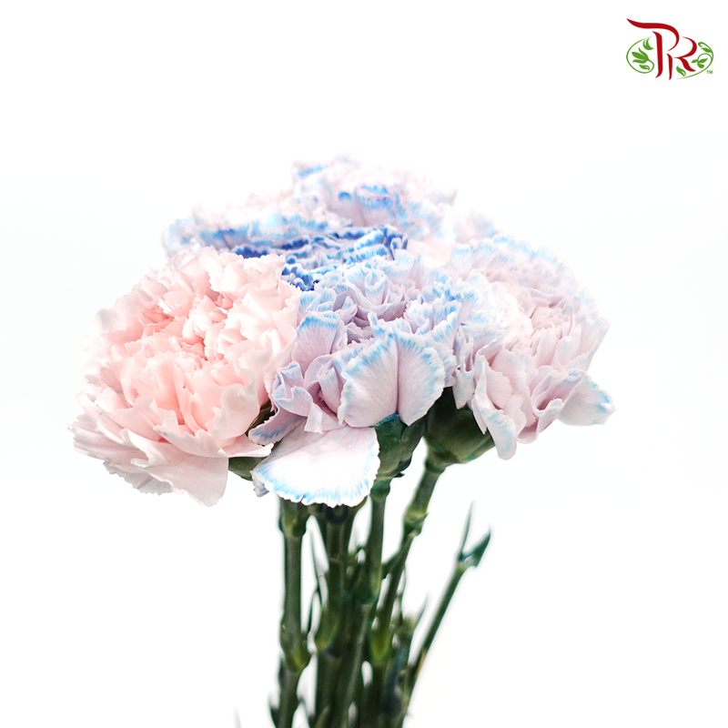 Carnation Dyed Color - Fear Dark (10 Stems)-Pink/Blue-Columbia-prflorist.com.my