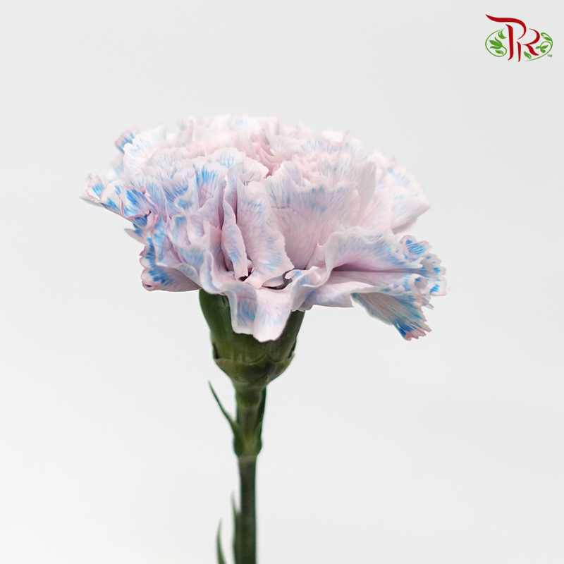 Carnation Dyed Color - Fear Dark (10 Stems)-Pink/Blue-Columbia-prflorist.com.my