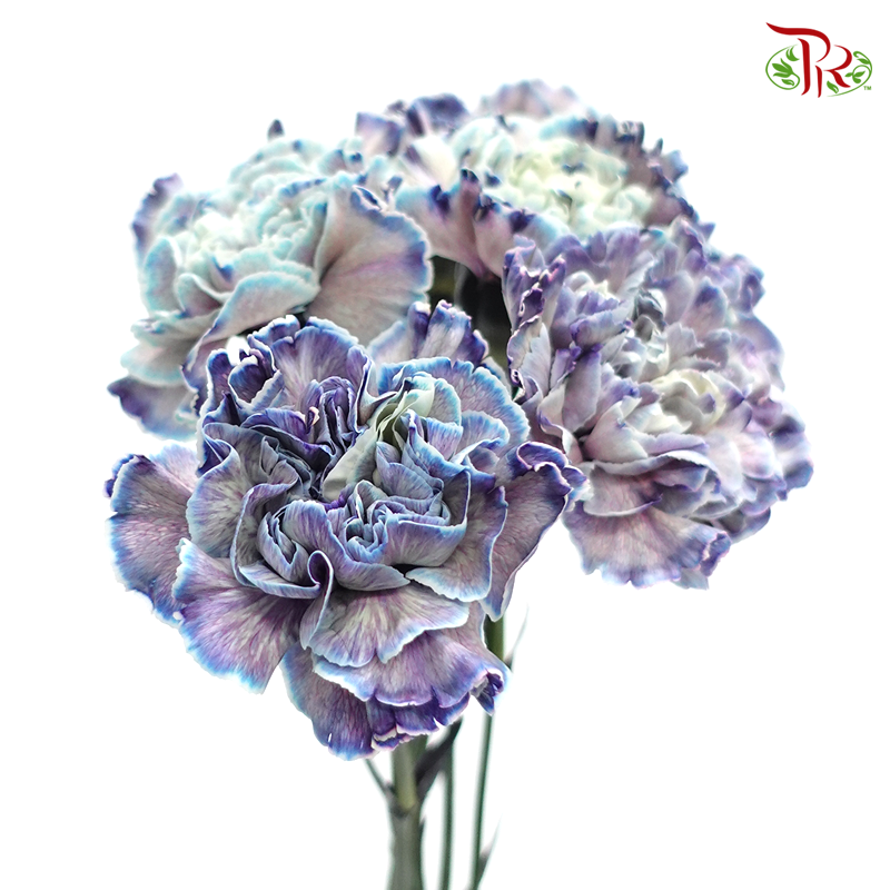 Carnation Dyed Color - Future (10 Stems)-Future-Columbia-prflorist.com.my