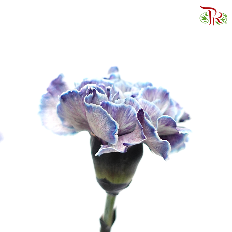 Carnation Dyed Color - Future (10 Stems)-Future-Columbia-prflorist.com.my