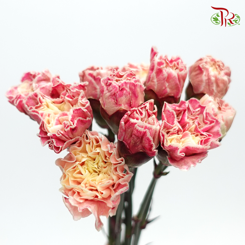 Carnation Dyed Color - Inory (10 Stems)-Inory-Columbia-prflorist.com.my