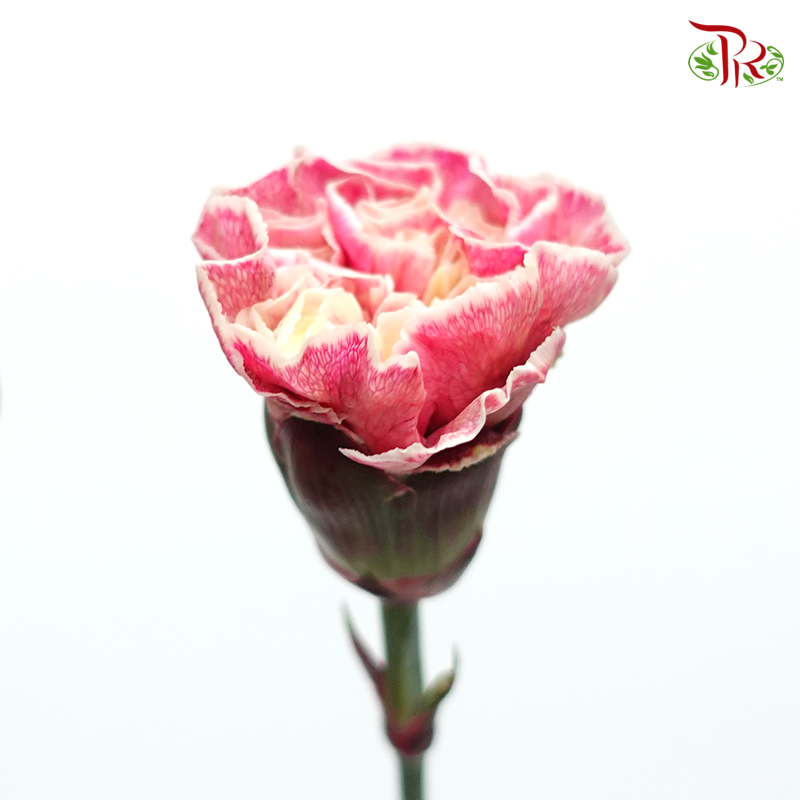 Carnation Dyed Color - Inory (10 Stems)-Inory-Columbia-prflorist.com.my