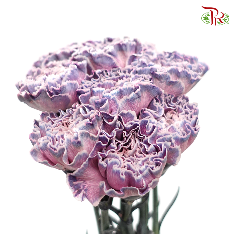 Carnation Dyed Color - Killua (10 Stems)-Killua-Columbia-prflorist.com.my