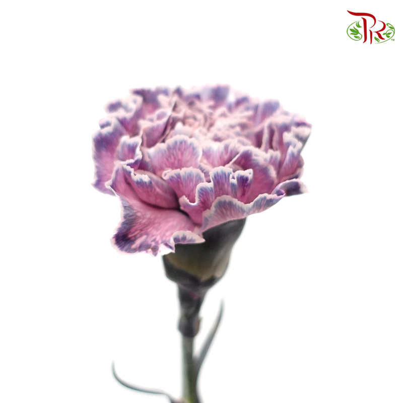 Carnation Dyed Color - Killua (10 Stems)-Killua-Columbia-prflorist.com.my