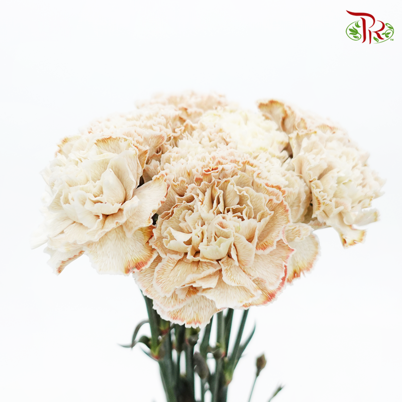 Carnation Dyed Color - Maka (10 Stems)-Maka-Columbia-prflorist.com.my