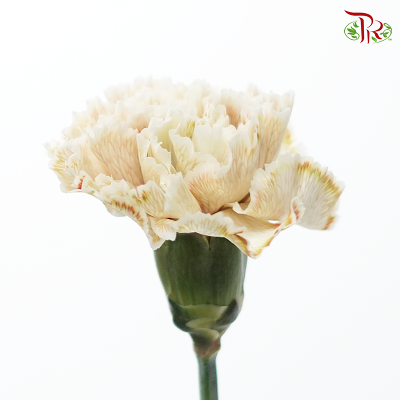 Carnation Dyed Color - Maka (10 Stems)-Maka-Columbia-prflorist.com.my