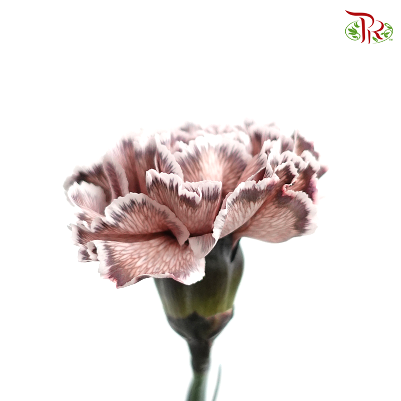 Carnation Dyed Color - Mine (10 Stems)-Mine-Columbia-prflorist.com.my